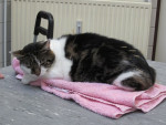 Floor, met acupunctuurnaalden, ligt er ontspannen bij. En dat voor deze toch pittige poes!